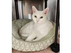 Adopt Snowball - AR (PS Laurens Rd.) a White Domestic Shorthair (short coat) cat