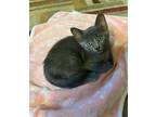 Adopt Shadow a Tortoiseshell Domestic Shorthair / Mixed (short coat) cat in