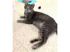 Adopt Sonny a Gray, Blue or Silver Tabby Domestic Shorthair / Mixed cat in