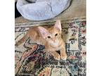 Adopt Macchiato a Domestic Shorthair / Mixed (short coat) cat in Newnan