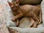 Adopt Bosco a Domestic Shorthair / Mixed (short coat) cat in Newnan
