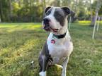 Adopt Lucy a Great Dane / Mixed dog in Bullard, TX (38931734)