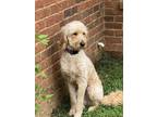 Adopt Pepper Cp a Labrador Retriever / Mixed dog in Columbia, TN (38949551)
