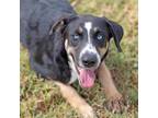 Adopt Blue a Black Border Collie / Mixed dog in Abilene, TX (38984549)