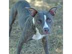 Adopt Dolly a Gray/Silver/Salt & Pepper - with Black Terrier (Unknown Type