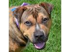 Adopt Graham Cracker a Brown/Chocolate - with Tan American Staffordshire Terrier