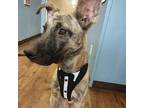 Adopt Iggy a Brindle Boxer / Mixed dog in Abilene, TX (38929673)