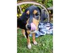 Adopt Lasso a Bluetick Coonhound / Mixed dog in new london, WI (39071918)