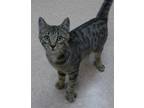 Adopt Foster Dash a Gray or Blue (Mostly) Domestic Shorthair / Mixed (short