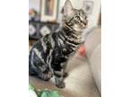 Adopt Fergus a Gray, Blue or Silver Tabby Domestic Shorthair / Mixed (short