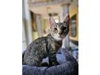 Adopt Ruthie (23-485) a Brown Tabby Domestic Shorthair / Mixed cat in York