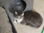 Adopt Luisa a Brown or Chocolate (Mostly) Domestic Longhair / Mixed (long coat)