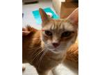 Adopt Penny (& Pippi) bonded a Orange or Red (Mostly) Domestic Shorthair / Mixed