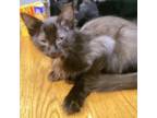 Adopt Princess Diana a All Black Domestic Longhair / Mixed cat in Blasdell