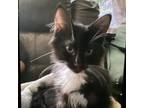 Adopt William a All Black Domestic Longhair / Mixed cat in Blasdell