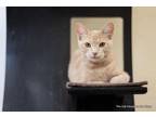 Adopt Sherman a Cream or Ivory Domestic Shorthair (short coat) cat in Fresno