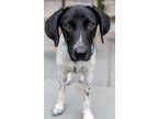 Adopt Betty in LA a Black - with White Beagle / Mixed dog in Cranston