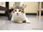 Adopt Dandy a Maine Coon (long coat) cat in Fresno, CA (39002369)