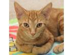Adopt Pipurr (jill) a Orange or Red Tabby (short coat) cat in Prescott