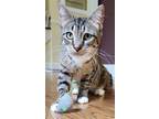 Adopt Angel a Brown Tabby Domestic Shorthair / Mixed (short coat) cat in