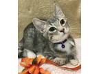 Adopt Vicious a Brown Tabby Domestic Shorthair / Mixed (short coat) cat in