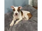 Adopt Floyd a White - with Brown or Chocolate American Pit Bull Terrier / Mixed