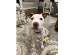 Adopt Ike a White - with Red, Golden, Orange or Chestnut American Pit Bull