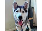 Adopt Bell a White - with Gray or Silver Siberian Husky / Mixed dog in Omaha