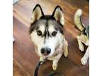 Adopt Joplin a Gray/Silver/Salt & Pepper - with White Siberian Husky / Mixed dog