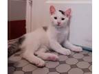 Adopt Luke a White (Mostly) Domestic Mediumhair (medium coat) cat in Norristown