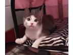 Adopt Nicholas a Gray, Blue or Silver Tabby Domestic Shorthair (short coat) cat