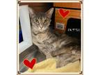 Adopt Patsy a Domestic Shorthair / Mixed cat in Orangeville, ON (38940822)