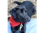 Adopt Daphne a Black Labrador Retriever / Mixed dog in Atlanta, GA (39137374)