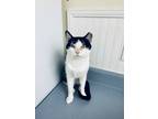 Adopt Taco a Black & White or Tuxedo Domestic Shorthair (short coat) cat in