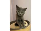 Adopt Ford a Gray or Blue Domestic Shorthair (short coat) cat in Colmar