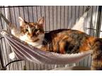 Adopt Valencia a Calico or Dilute Calico Calico / Mixed (short coat) cat in