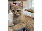 Adopt Taffy a Orange or Red Domestic Shorthair / Mixed cat in Brea