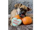 Adopt Zeva a Pug dog in Windsor, CO (38951443)