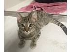 Adopt Winston a Brown Tabby Tabby (short coat) cat in Phoenix, AZ (38949628)