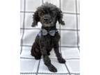 Adopt Denny a Black Toy Poodle / Mixed dog in Corona, CA (38924508)