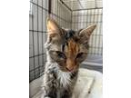 Adopt Piccaso a Brown Tabby Domestic Shorthair / Mixed (short coat) cat in