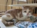 Adopt Kaloosh a Cream or Ivory (Mostly) Domestic Shorthair / Mixed (short coat)