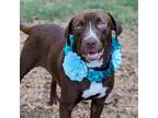 Adopt Nutmeg a Brown/Chocolate Labrador Retriever / Mixed dog in Helena