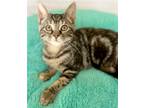 Adopt Cricket a Brown Tabby Domestic Shorthair / Mixed (short coat) cat in