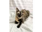 Adopt Glitter a Gray, Blue or Silver Tabby Domestic Shorthair / Mixed (short