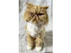 Adopt Khaki a Cream or Ivory Persian / Mixed (long coat) cat in Devon