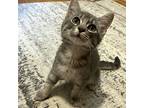 Adopt Mancha a Gray, Blue or Silver Tabby Domestic Mediumhair / Mixed cat in