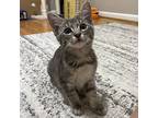 Adopt Rosita a Gray, Blue or Silver Tabby Domestic Mediumhair / Mixed cat in