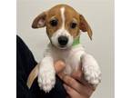 Adopt Lottie a Mixed Breed (Medium) / Mixed dog in Rancho Santa Fe