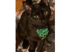 Adopt Tupac a All Black Domestic Shorthair (short coat) cat in Mooresville
